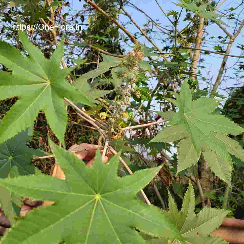 Ricinus communis