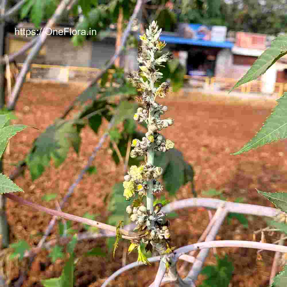 Ricinus communis