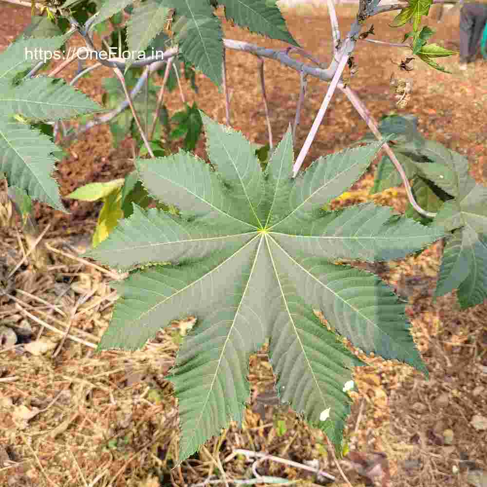 Ricinus communis