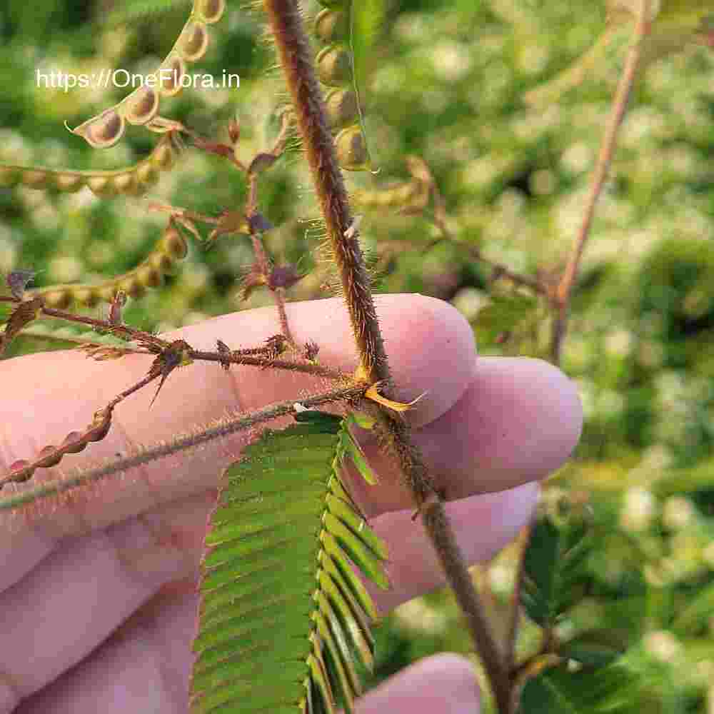 Aeschynomene americana