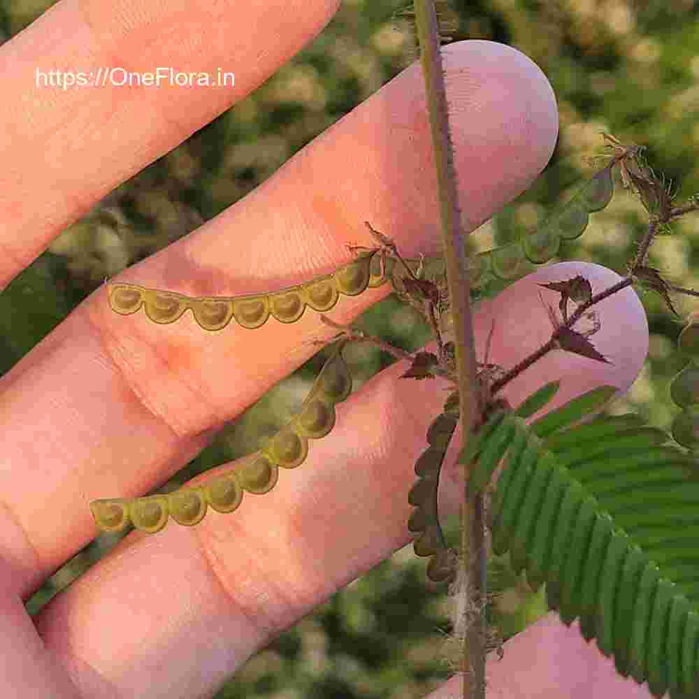 Aeschynomene americana