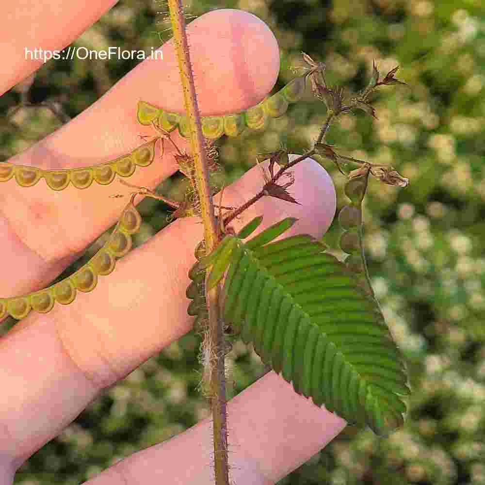 Aeschynomene americana