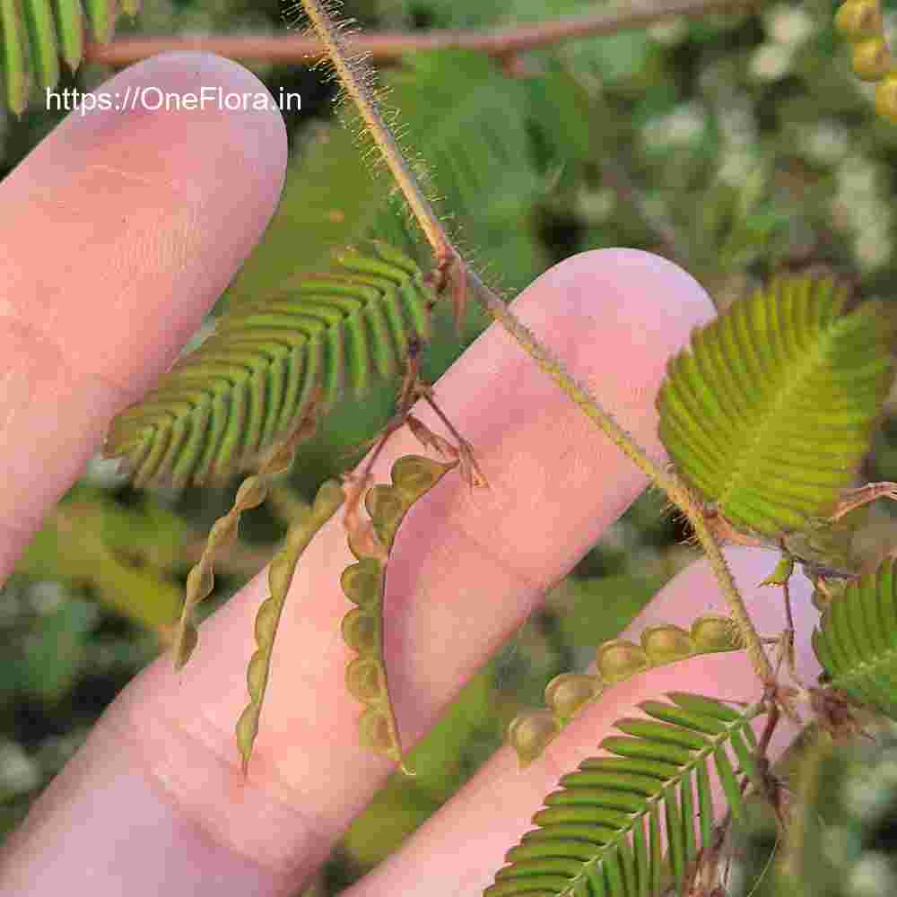 Aeschynomene americana