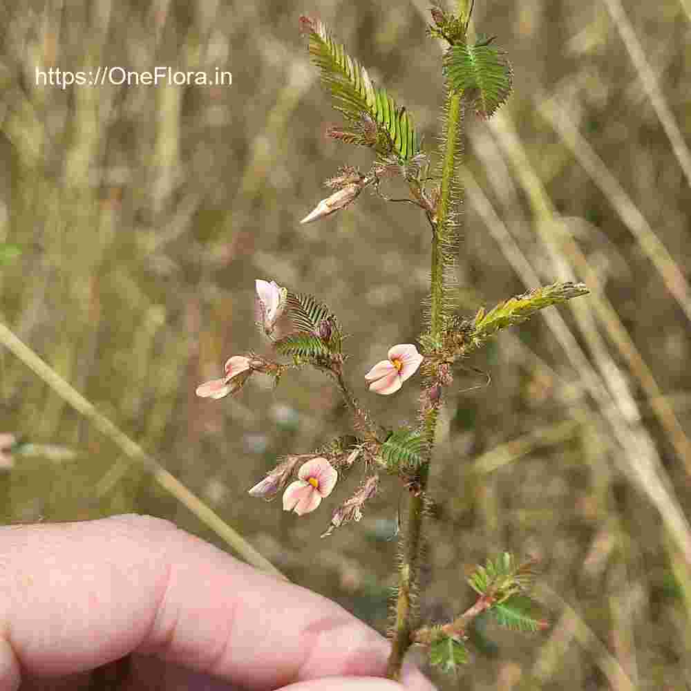 Aeschynomene americana