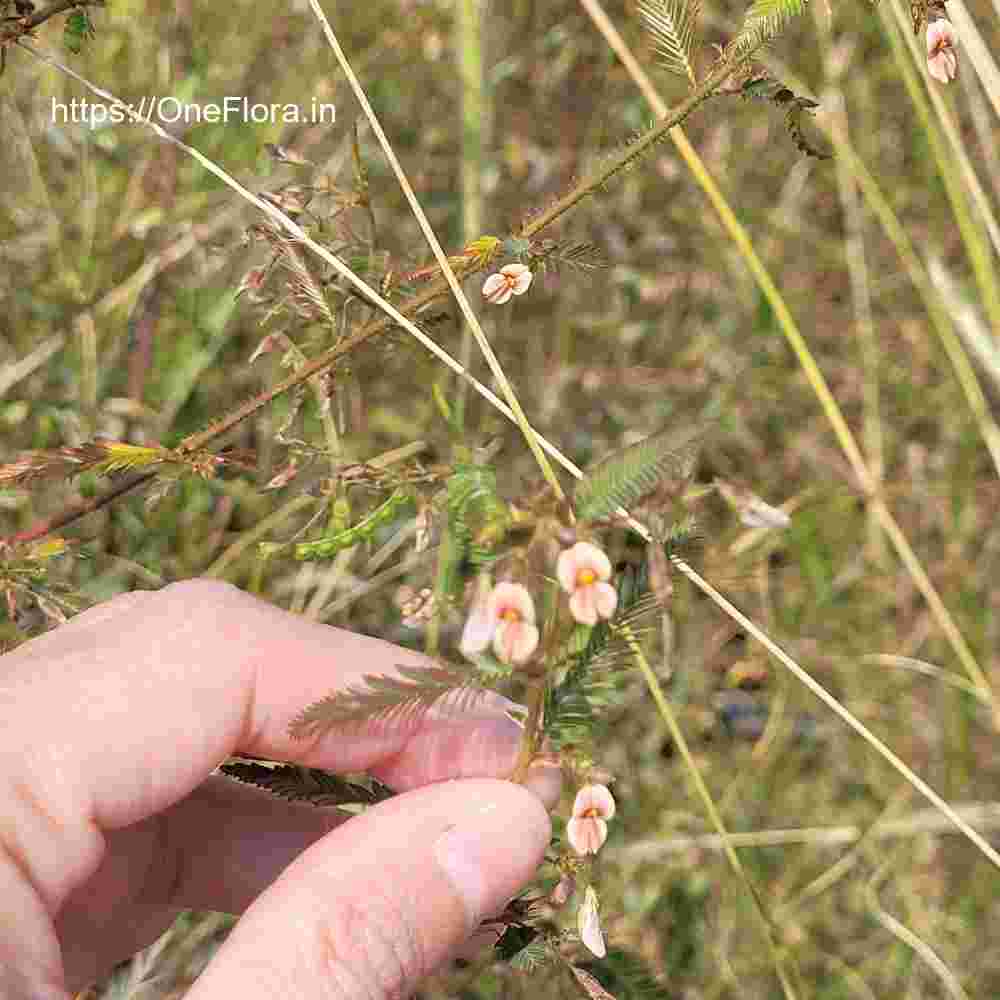 Aeschynomene americana