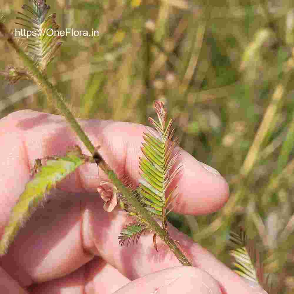 Aeschynomene americana