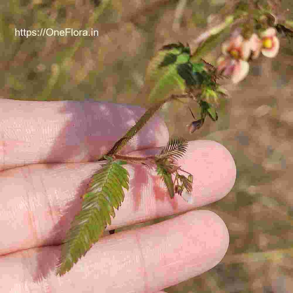 Aeschynomene americana