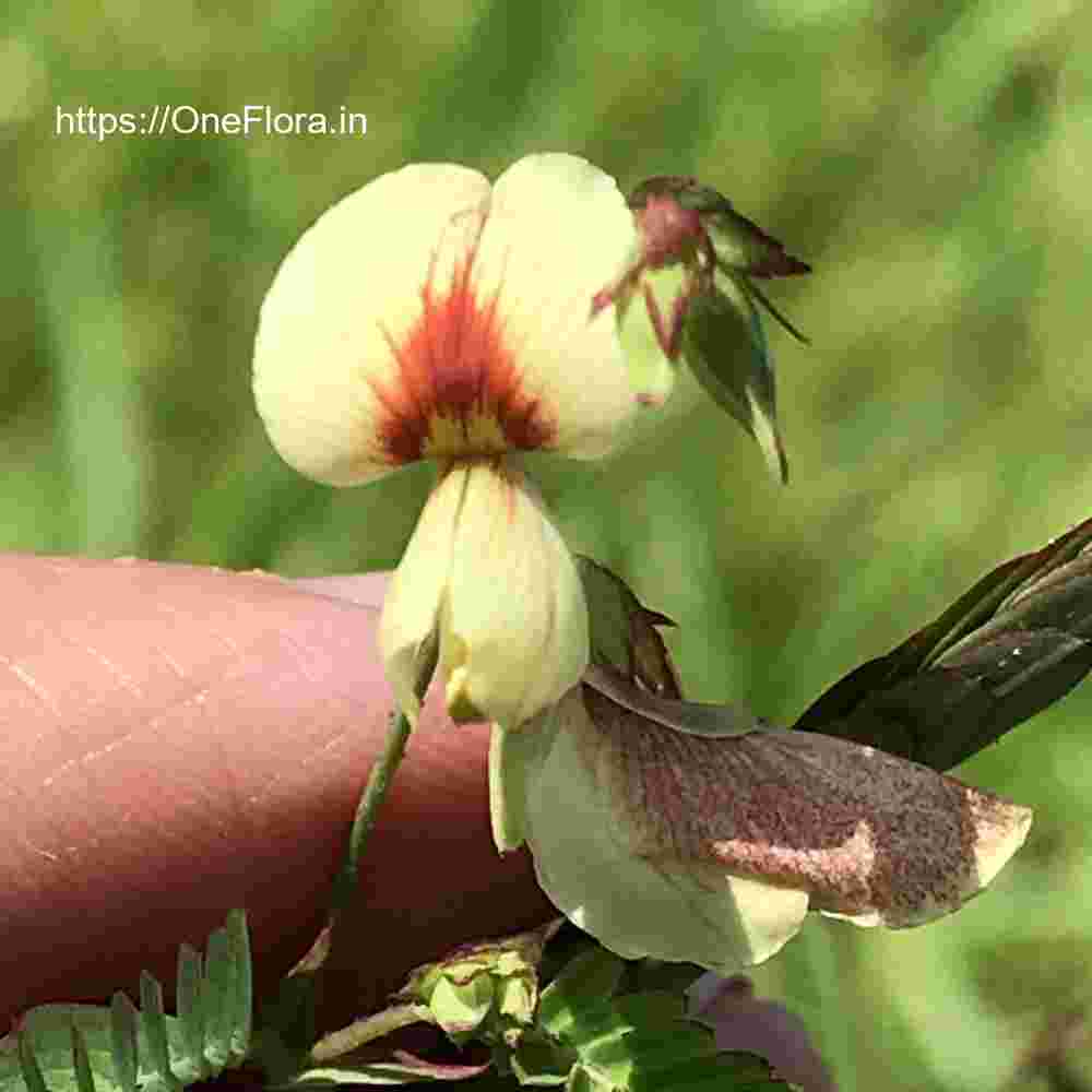 Aeschynomene indica