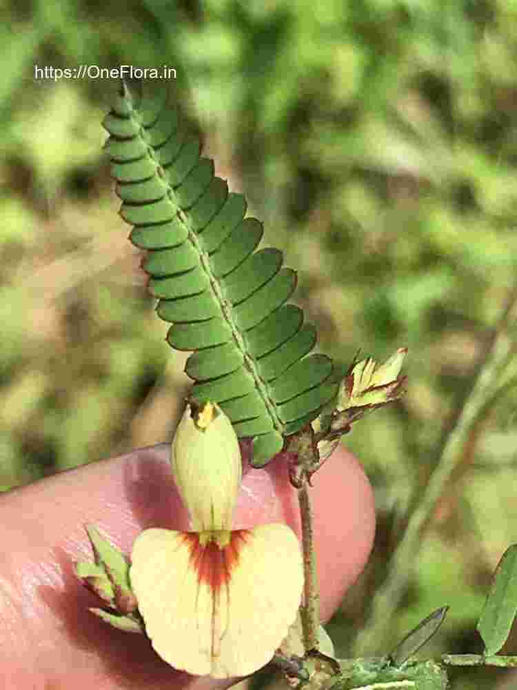 Aeschynomene indica