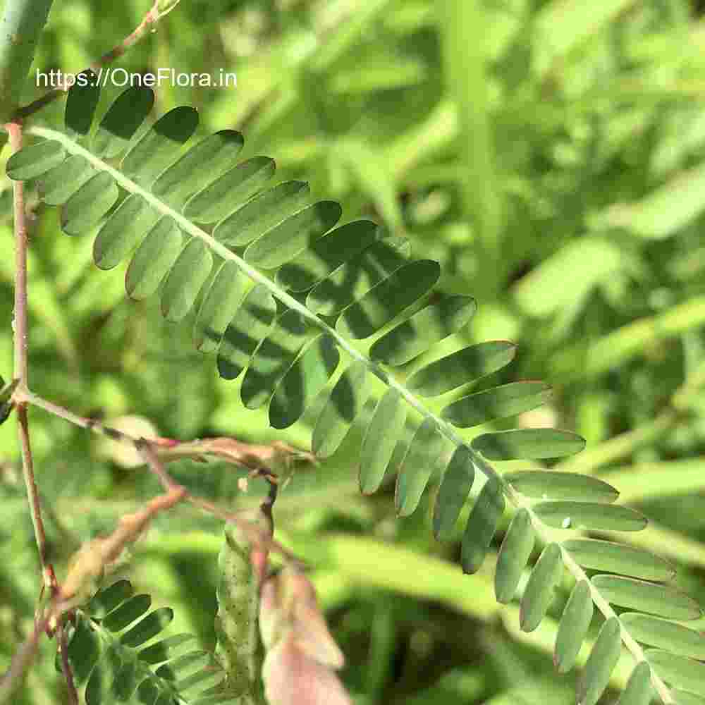 Aeschynomene indica