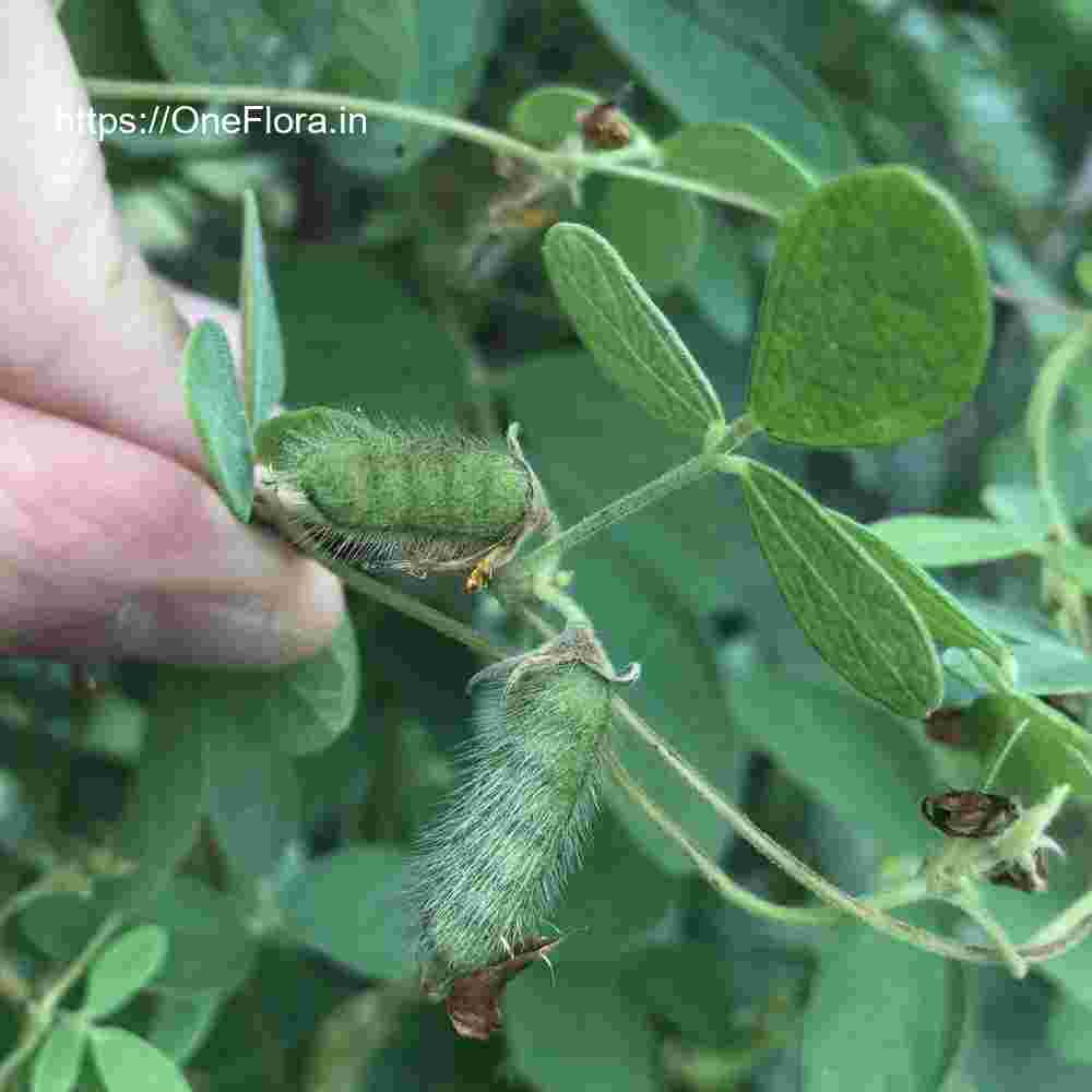 Cajanus scarabaeoides