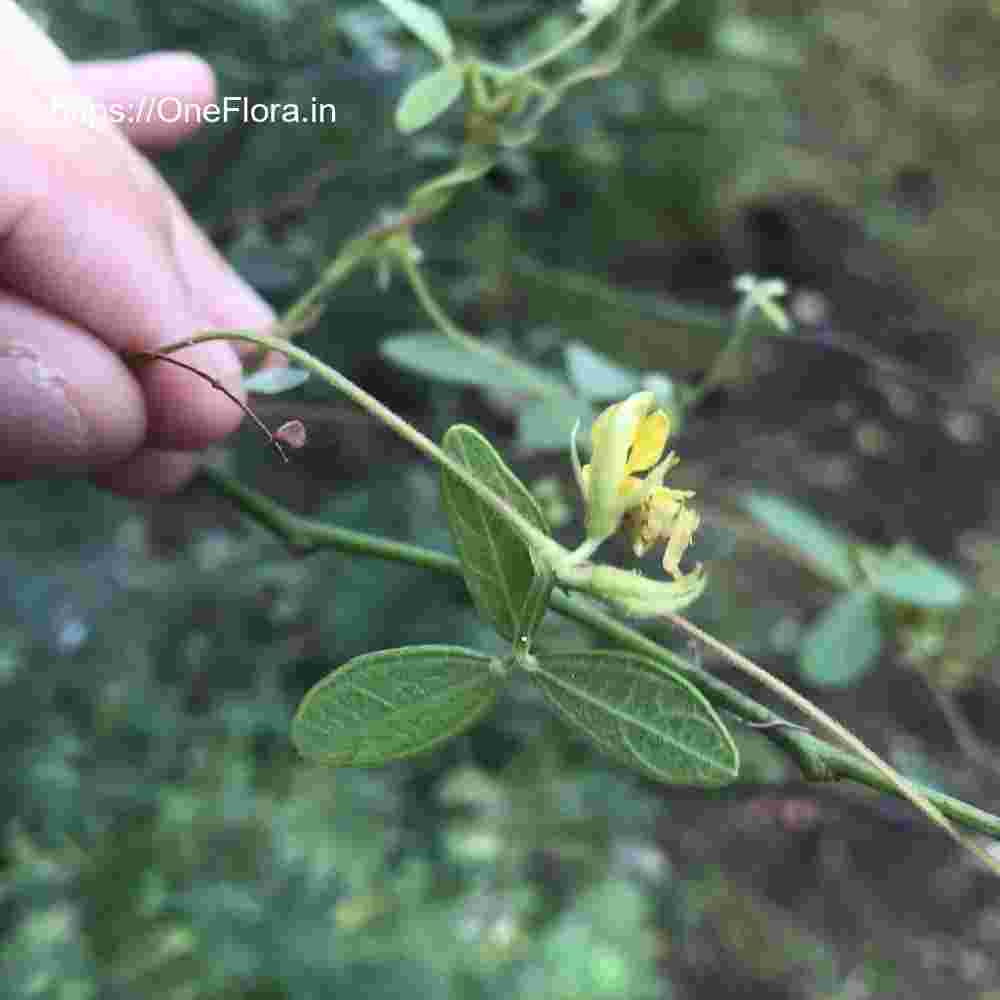 Cajanus scarabaeoides