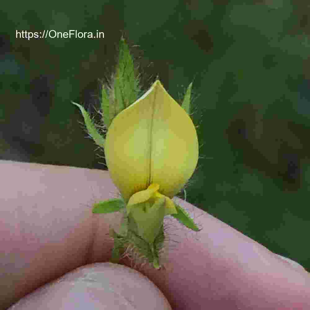 Crotalaria calycina