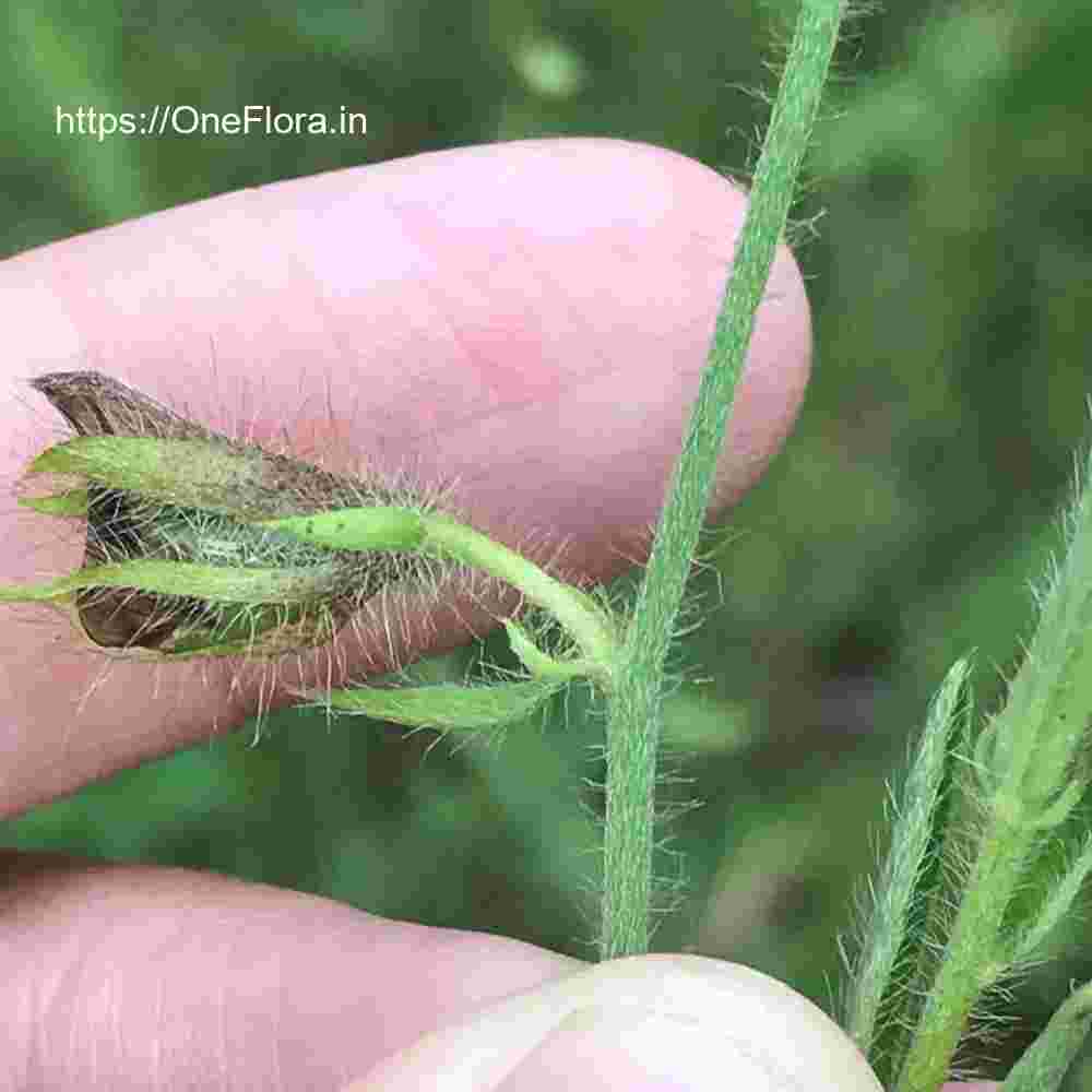 Crotalaria calycina