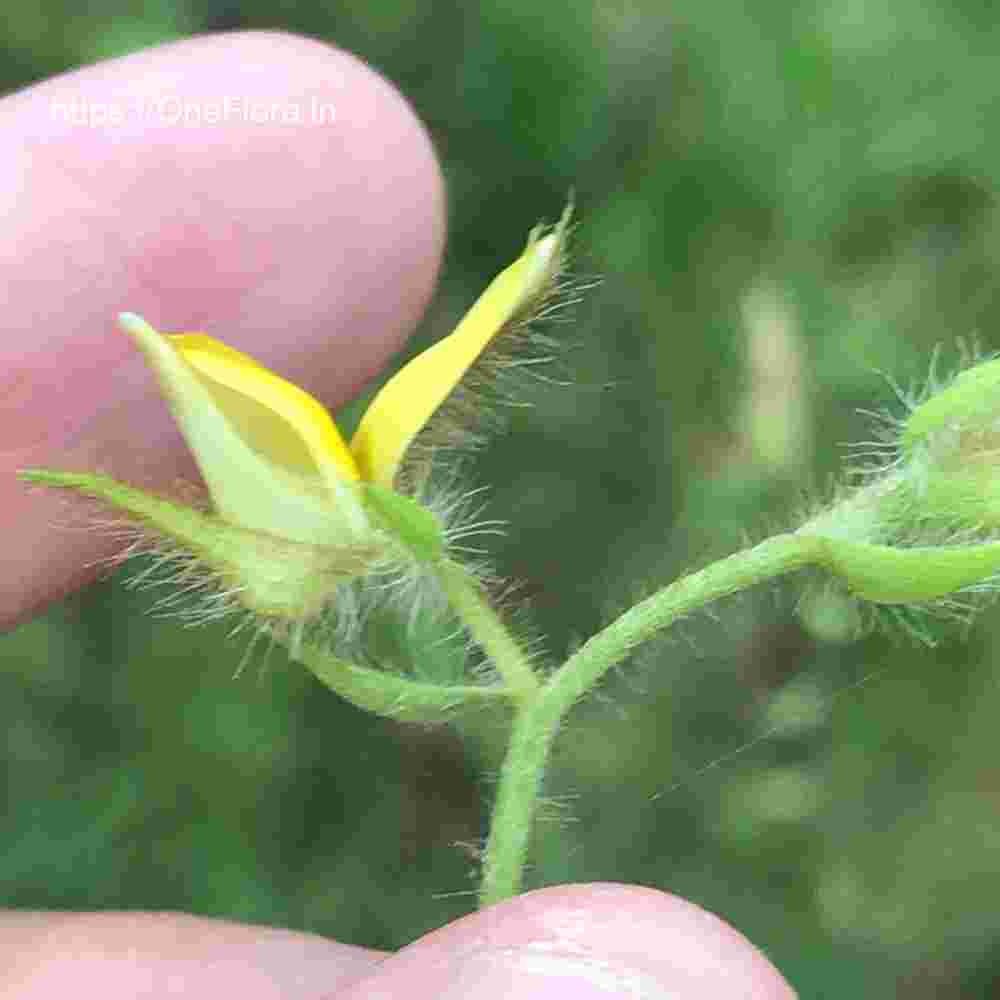 Crotalaria calycina