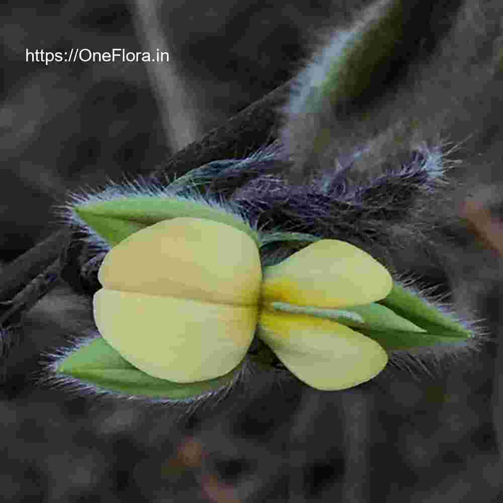 Crotalaria calycina