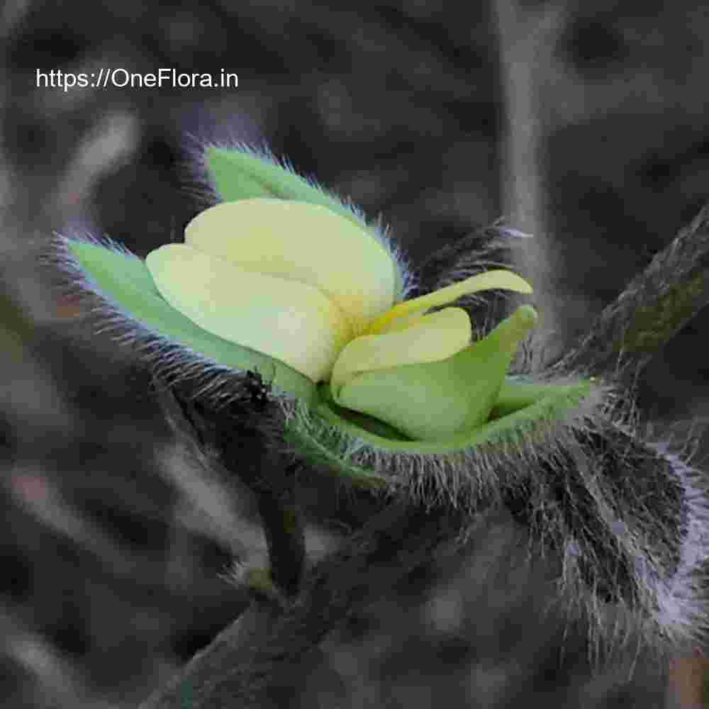 Crotalaria calycina