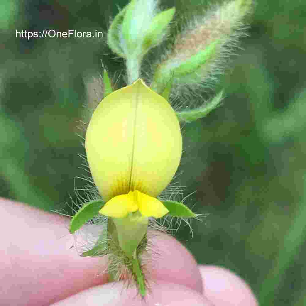 Crotalaria calycina