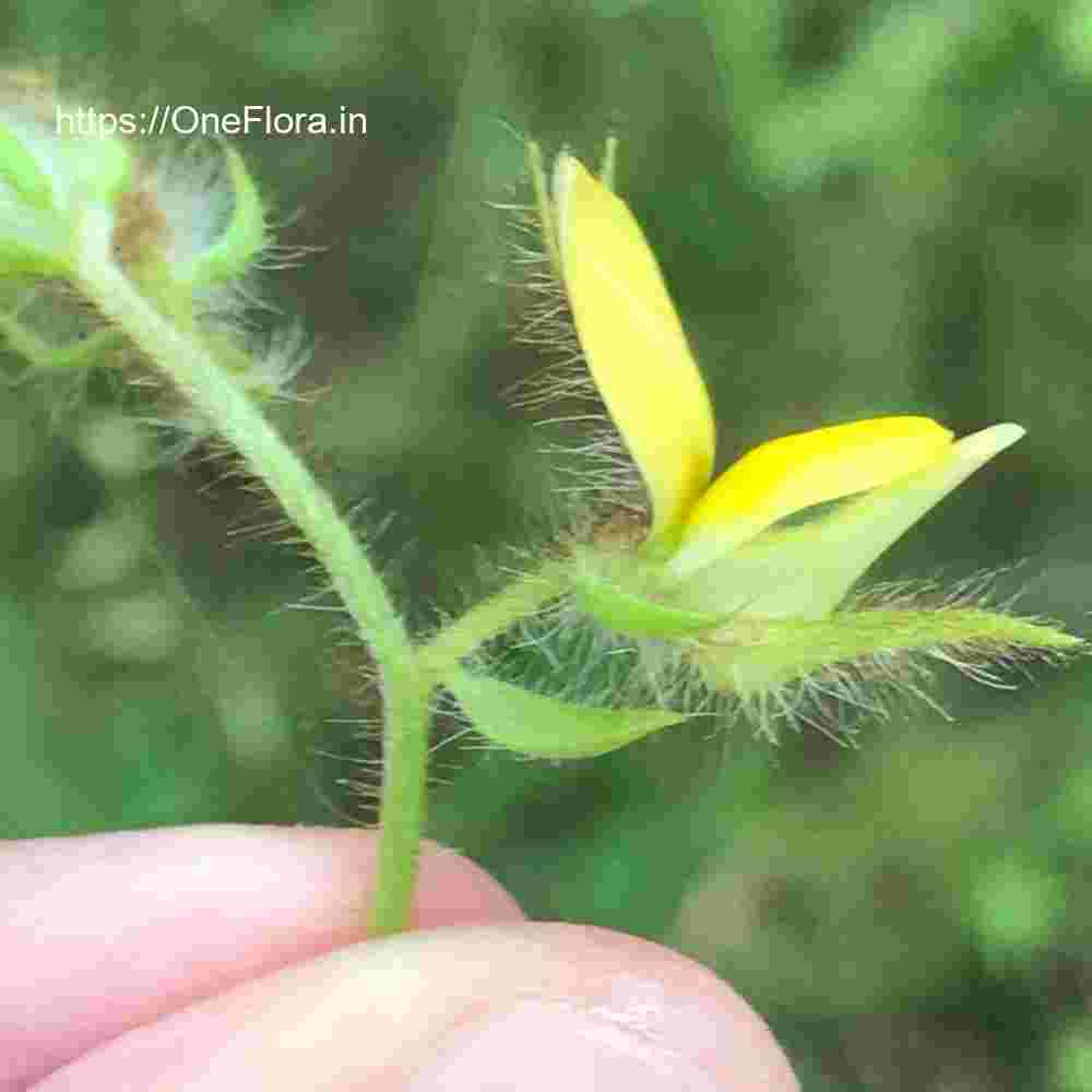 Crotalaria calycina