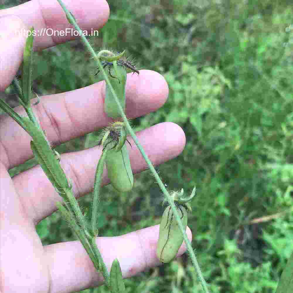 Crotalaria calycina