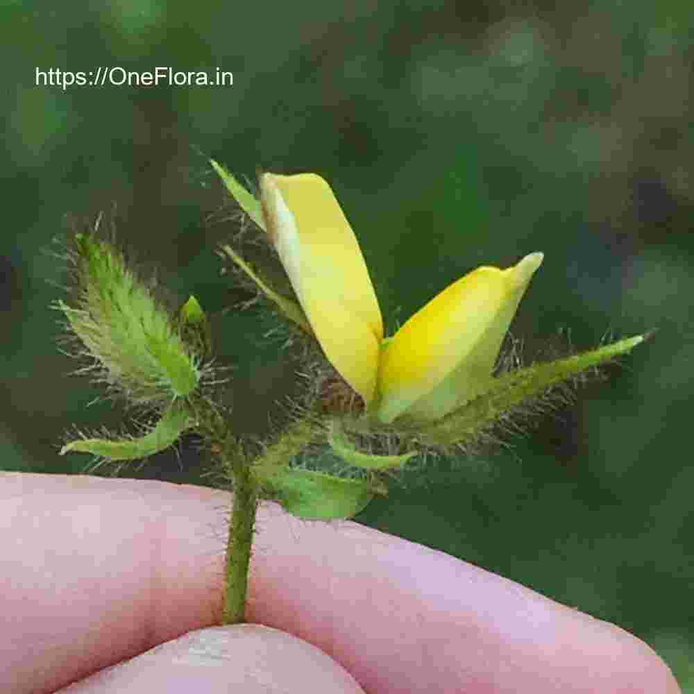 Crotalaria calycina