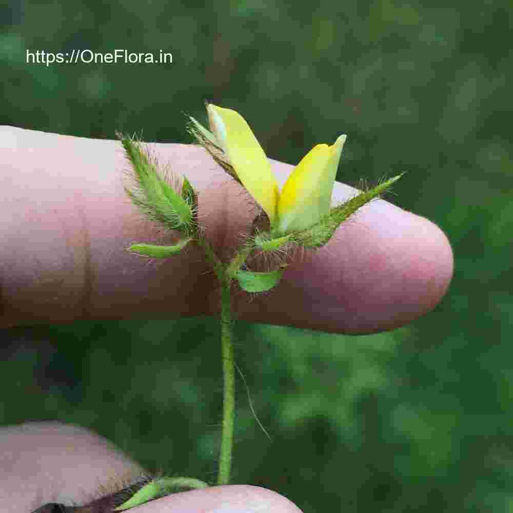 Crotalaria calycina