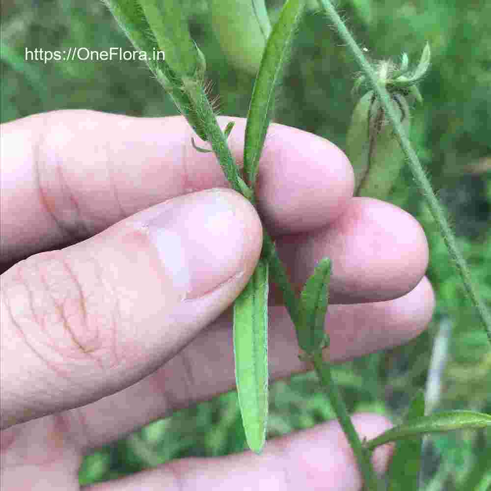 Crotalaria calycina