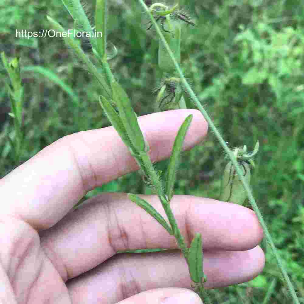 Crotalaria calycina