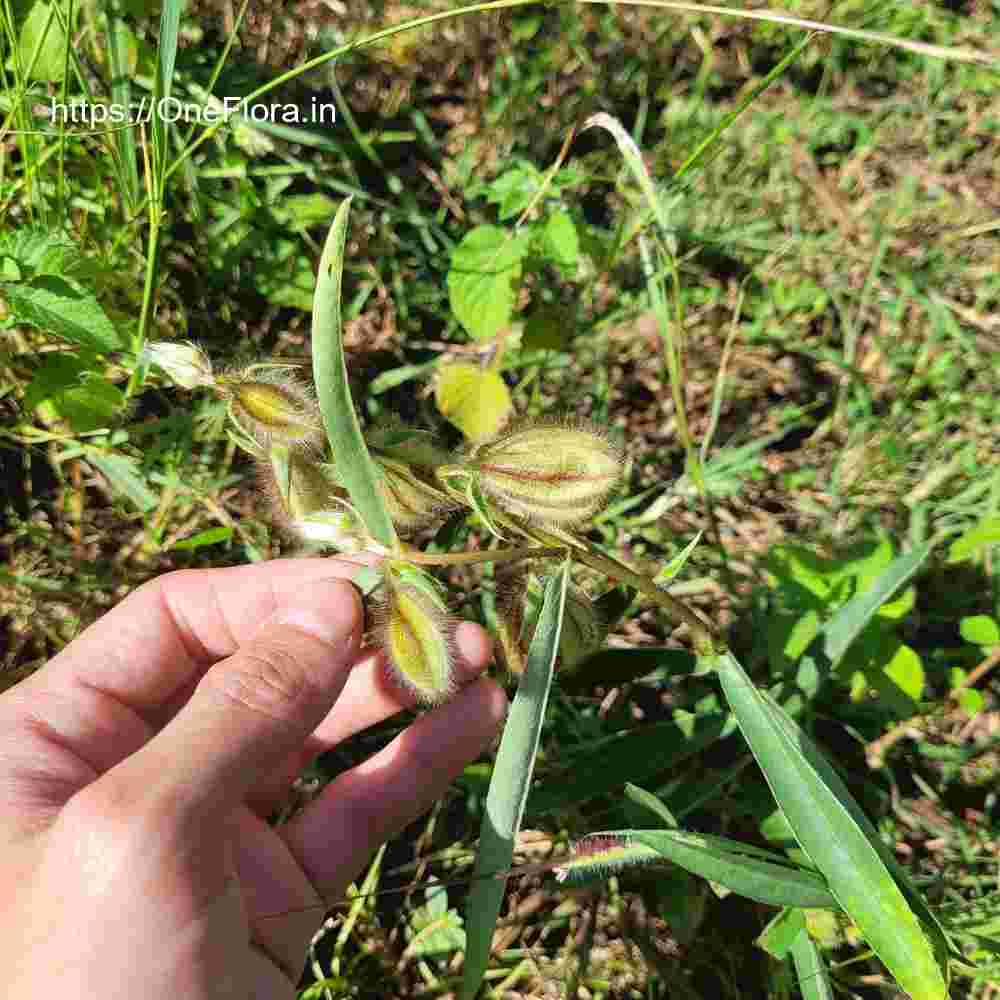 Crotalaria calycina