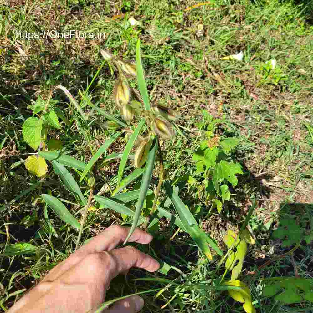 Crotalaria calycina