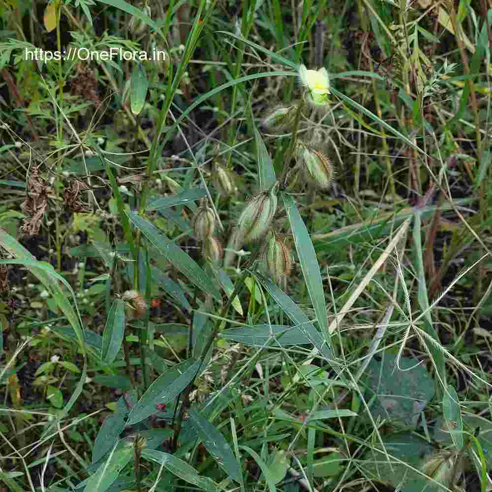 Crotalaria calycina