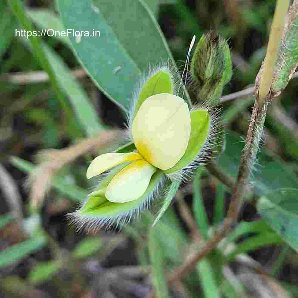 Crotalaria calycina