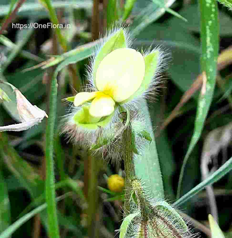 Crotalaria calycina