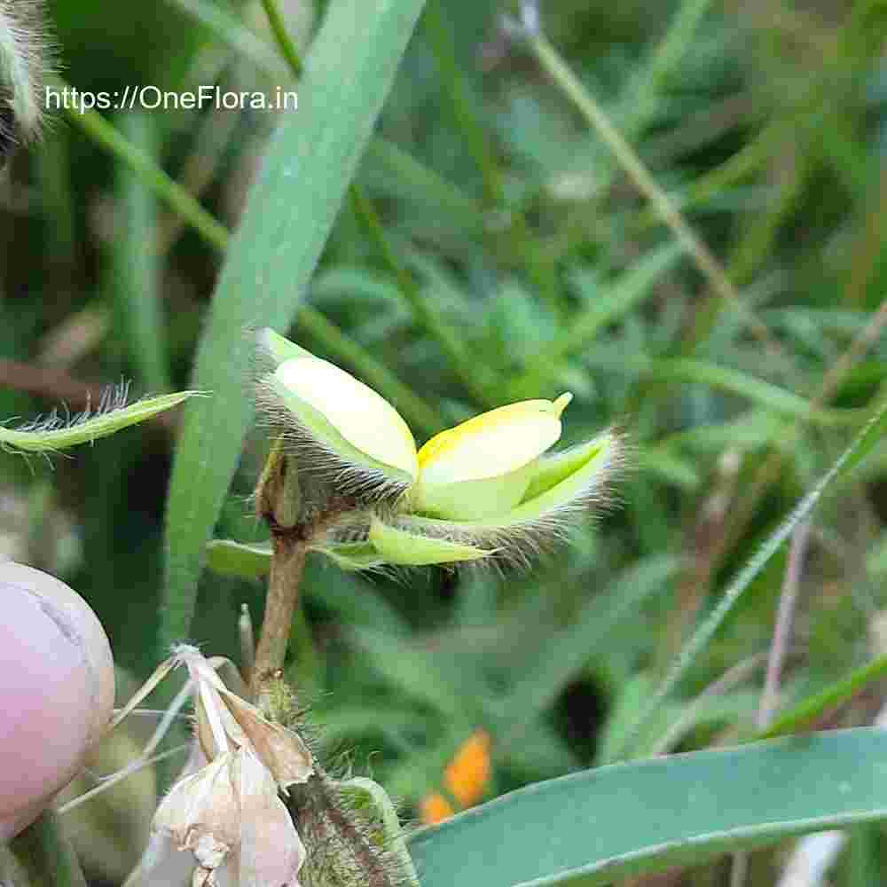 Crotalaria calycina