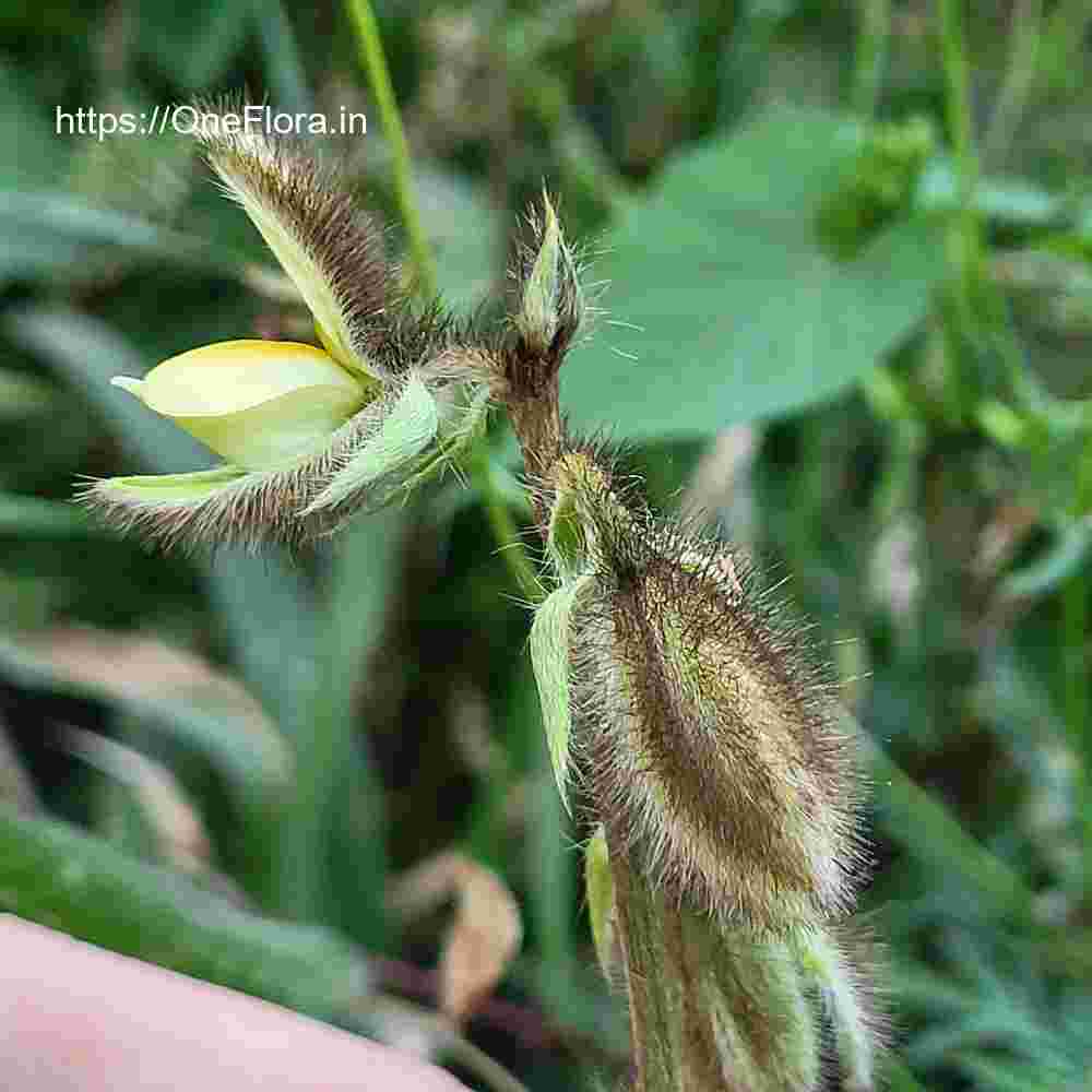 Crotalaria calycina