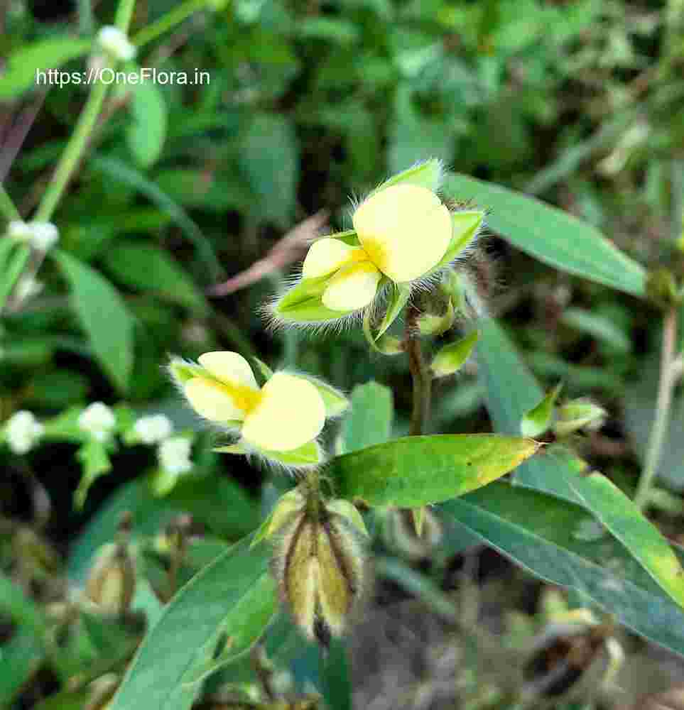 Crotalaria calycina