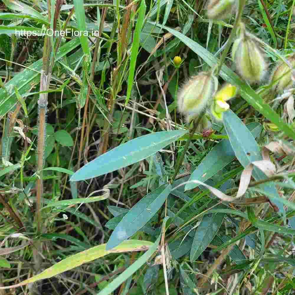 Crotalaria calycina