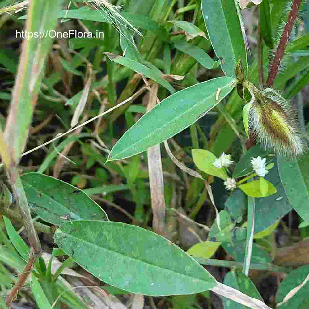 Crotalaria calycina