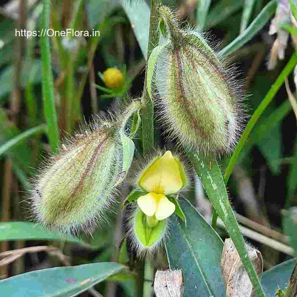 Crotalaria calycina