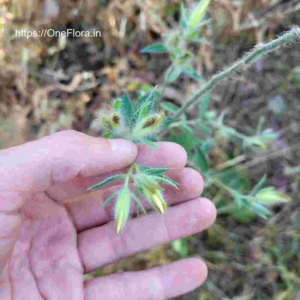 Crotalaria calycina