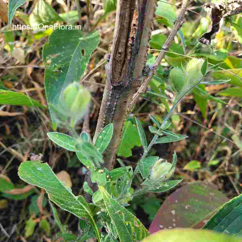 Crotalaria calycina