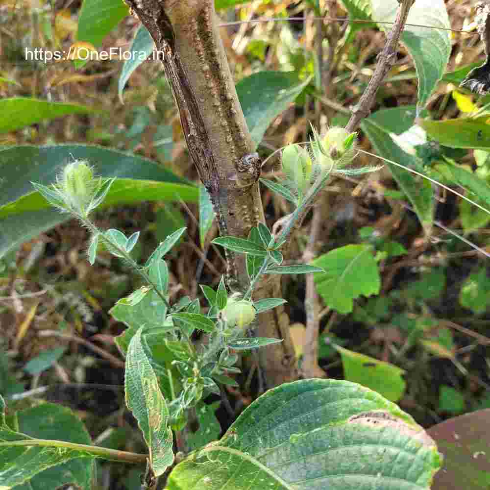 Crotalaria calycina