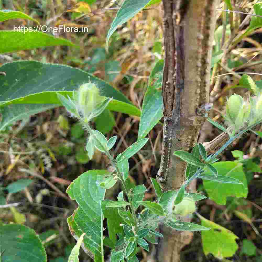 Crotalaria calycina