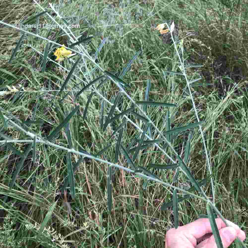 Crotalaria juncea