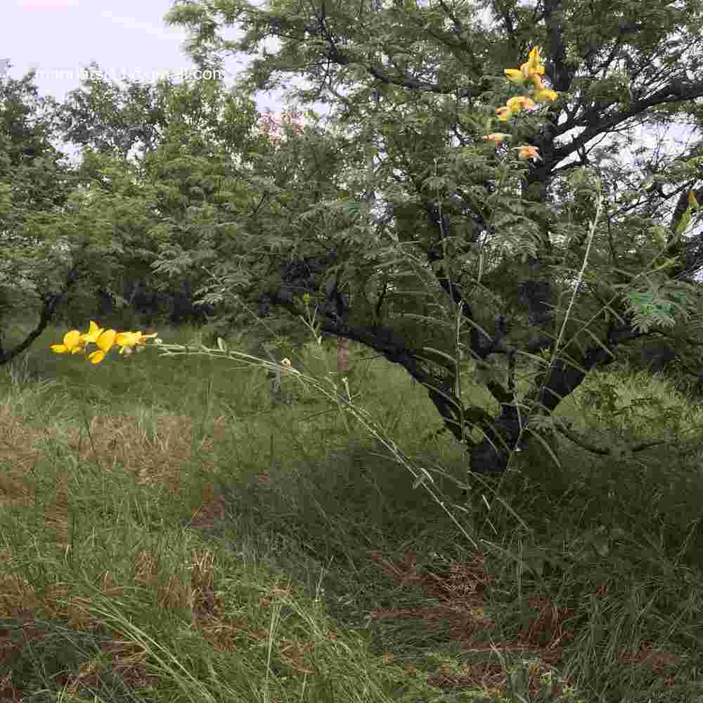 Crotalaria juncea