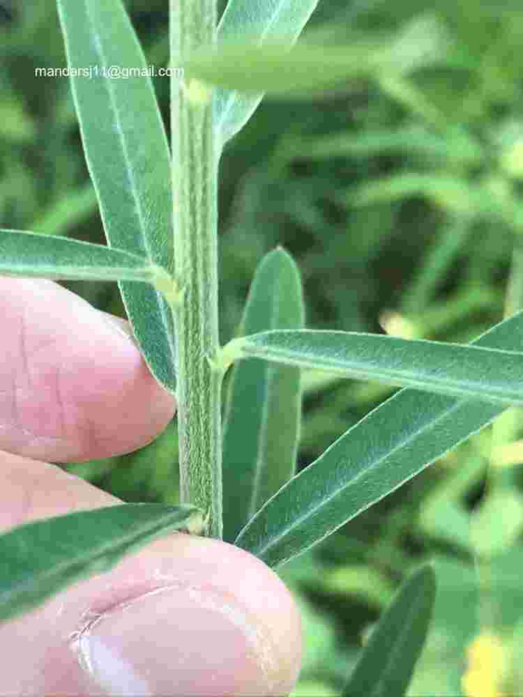 Crotalaria juncea