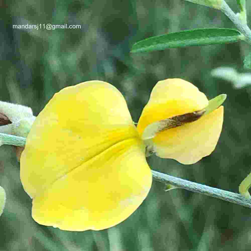 Crotalaria juncea