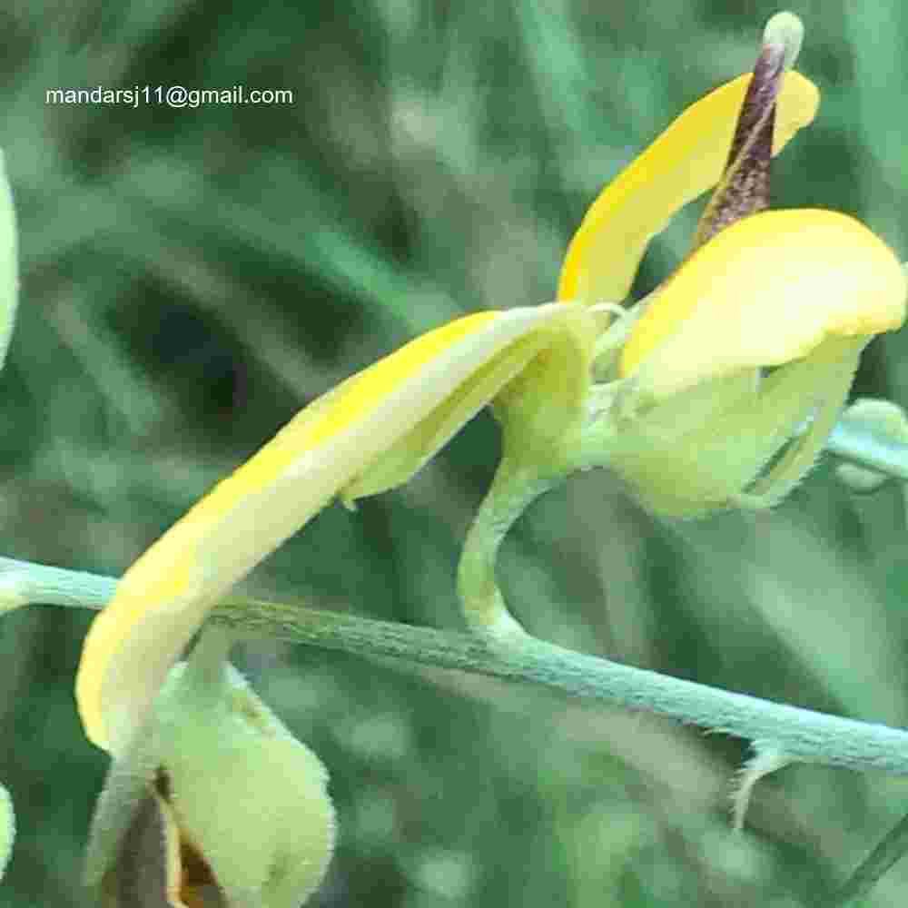 Crotalaria juncea