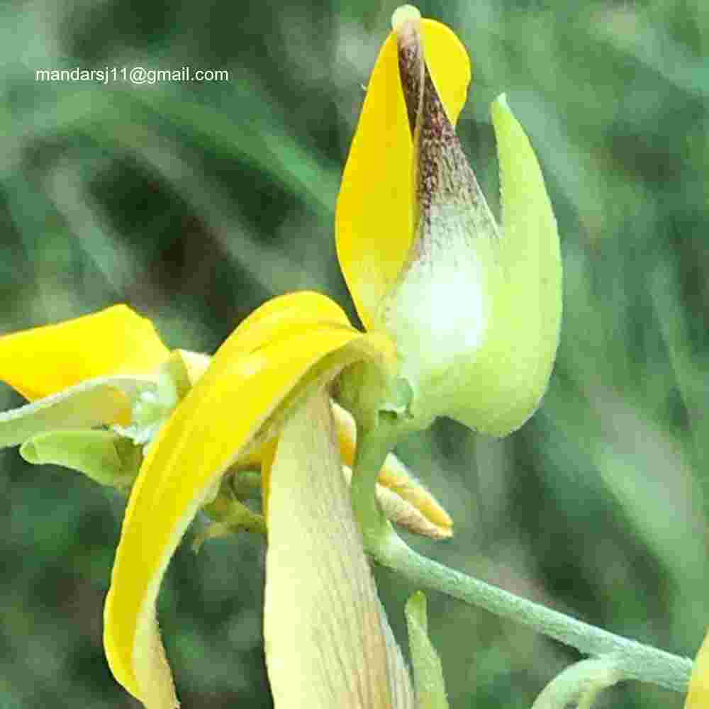 Crotalaria juncea