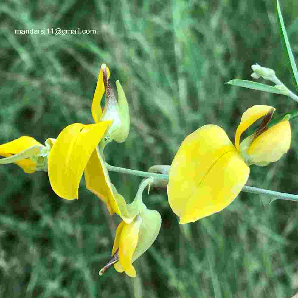 Crotalaria juncea